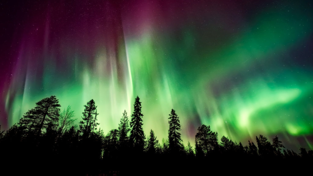 Northern lights (Aurora Borealis) over the boreal forest near Fort McMurray, Alberta.