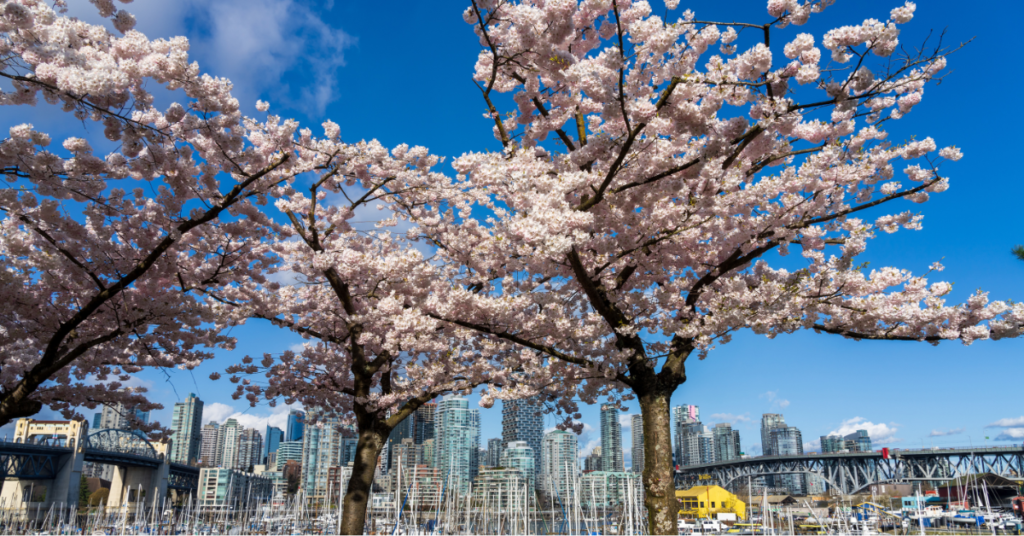 Stunning display of pink cherry blossoms in full bloom with Vancouver’s cityscape in the background, portraying the beautiful contrast between urban development and natural beauty during spring in British Columbia.