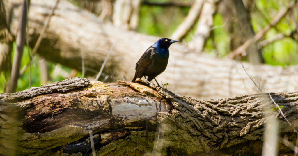 A male Common Grackle showcasing its iridescent blue head and brown body, perched on a log in Point Pelee National Park, capturing the diverse and vibrant birdlife found in Canada's southernmost national park.