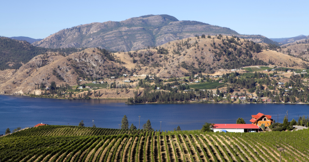Panoramic view of the Okanagan Wine Region featuring vineyards in the foreground leading to a calm lake, with rolling hills and residential areas in the backdrop, illustrating the region's ideal conditions for wine production.